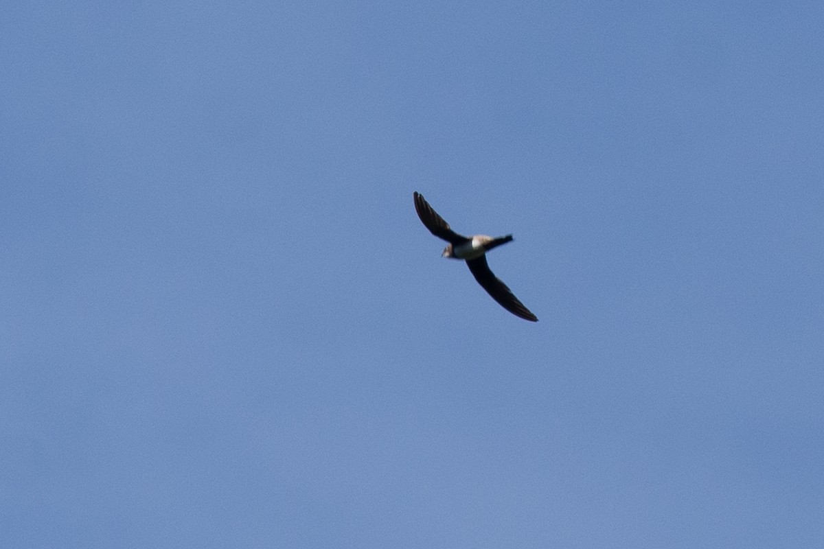 Alpine Swift - ML642906122