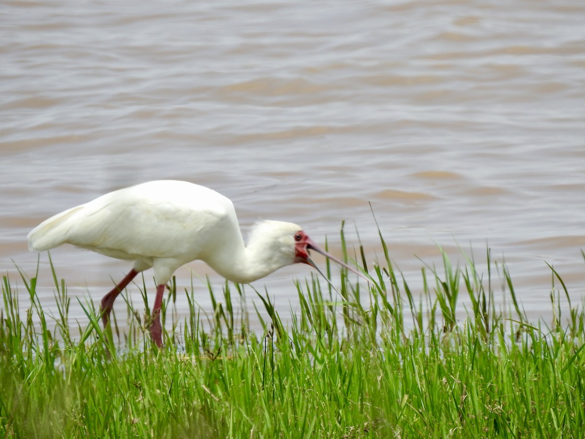 African Spoonbill - ML642906123