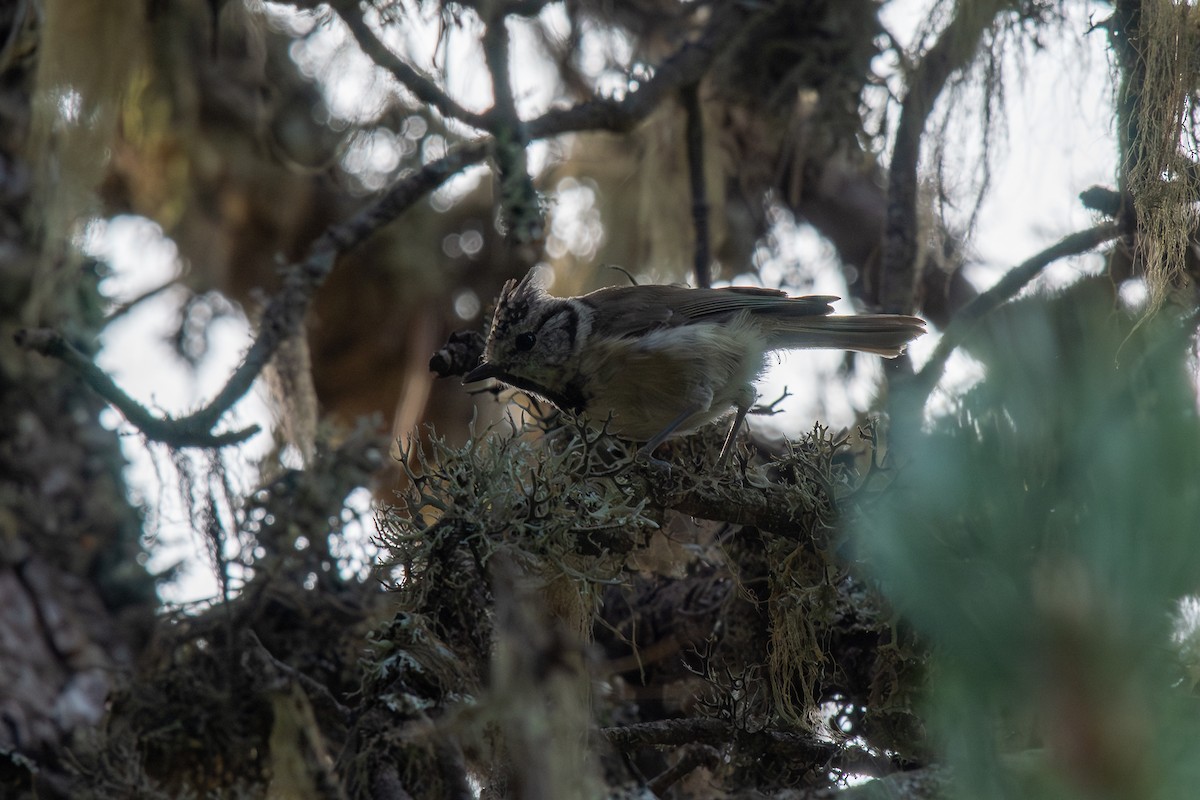 Crested Tit - ML642906126
