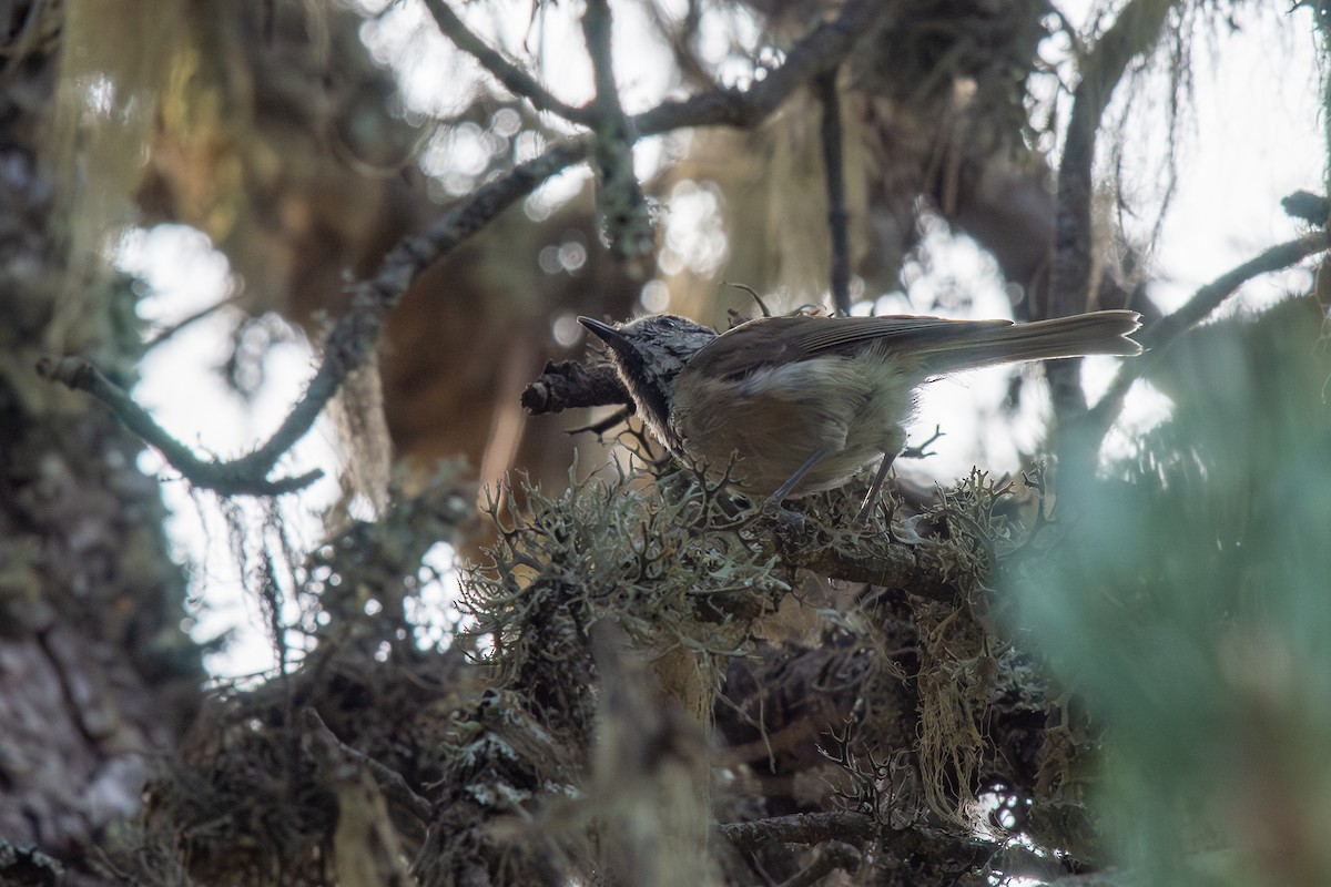 Crested Tit - ML642906127