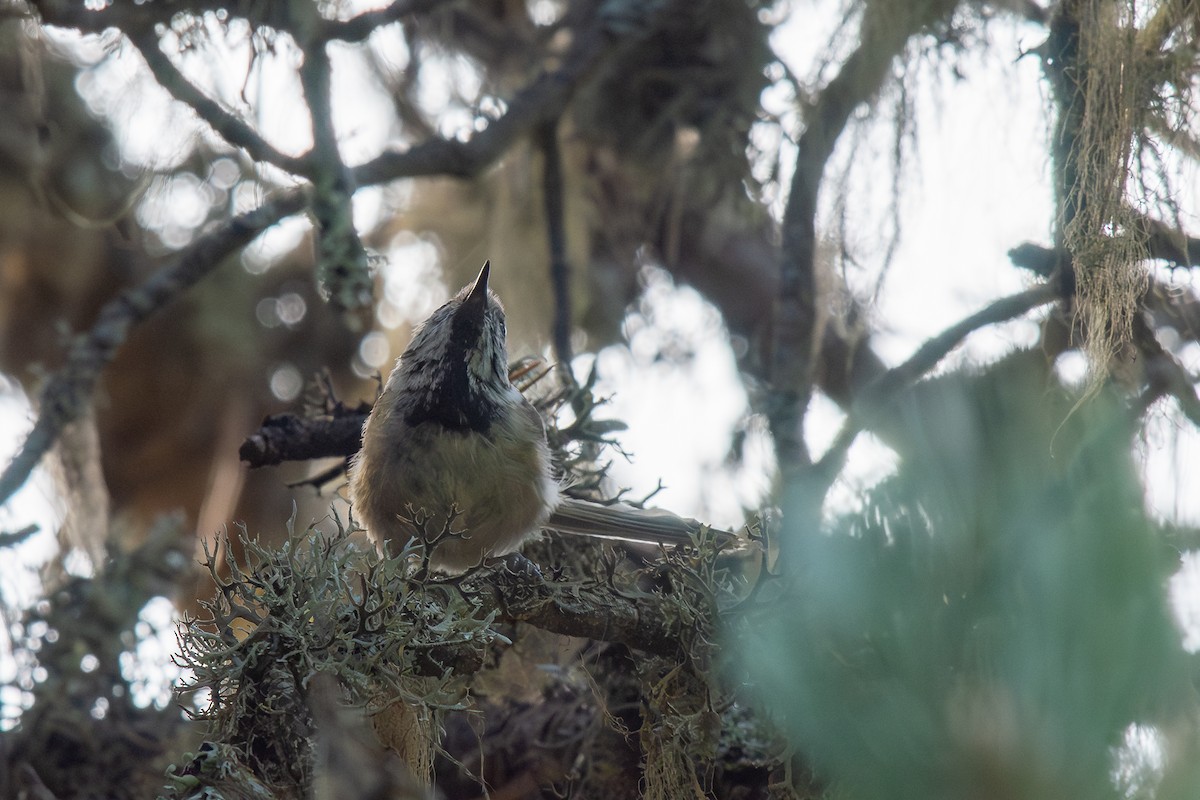 Crested Tit - ML642906128