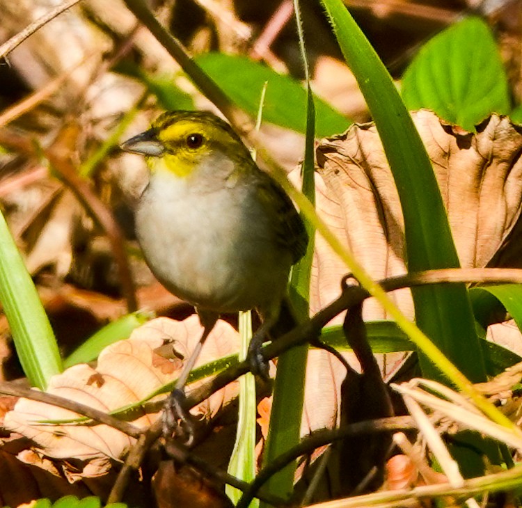 Yellow-browed Sparrow - ML642906140