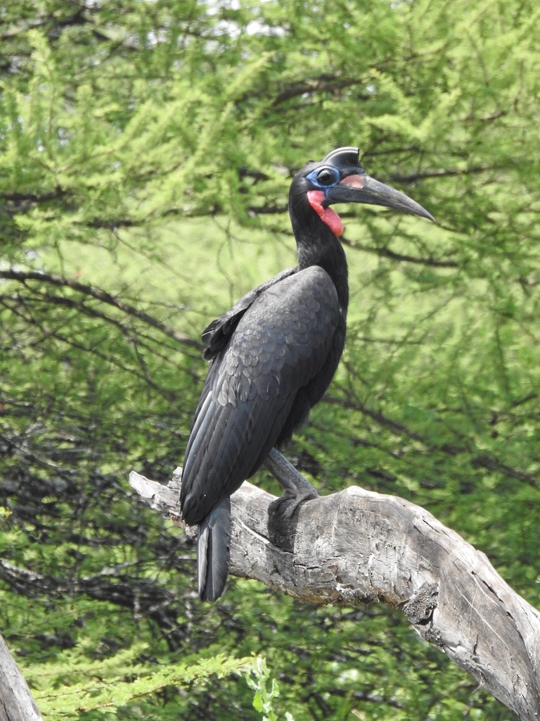 Abyssinian Ground-Hornbill - ML642906141