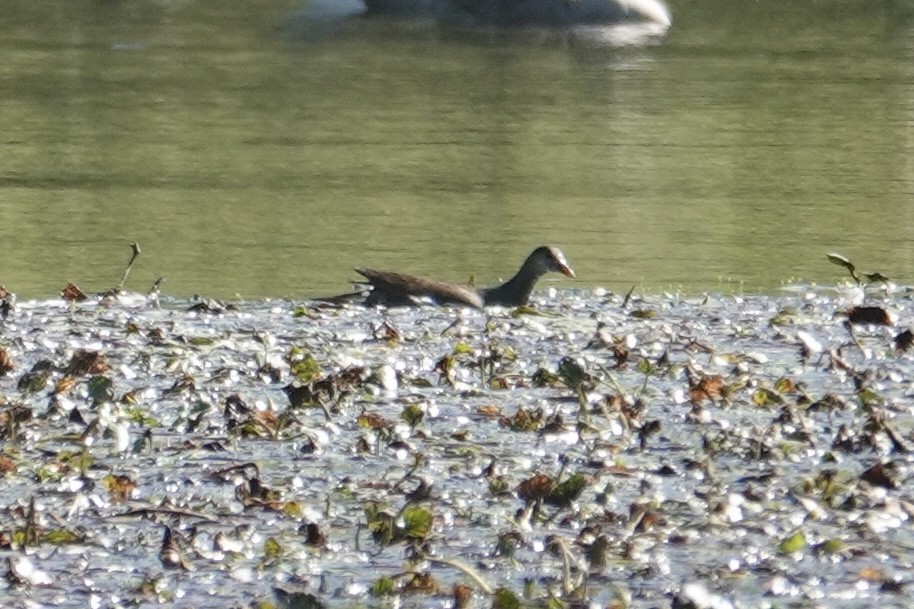 Common Gallinule - ML642906142