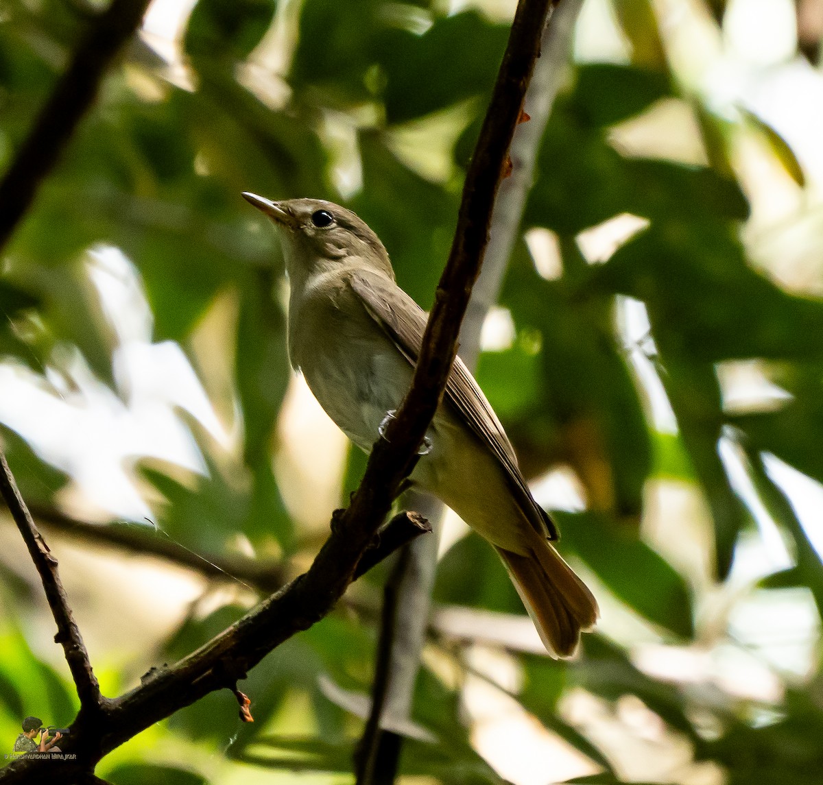 Rusty-tailed Flycatcher - ML642906147