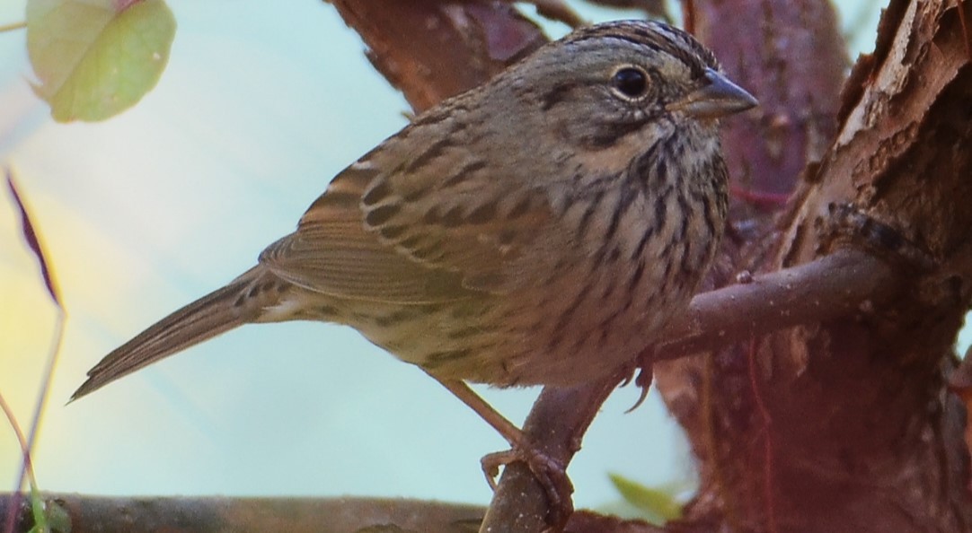 Lincoln's Sparrow - ML642906162