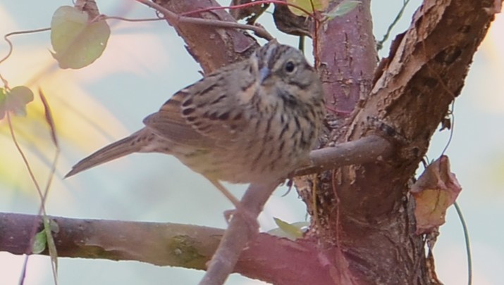 Lincoln's Sparrow - ML642906163