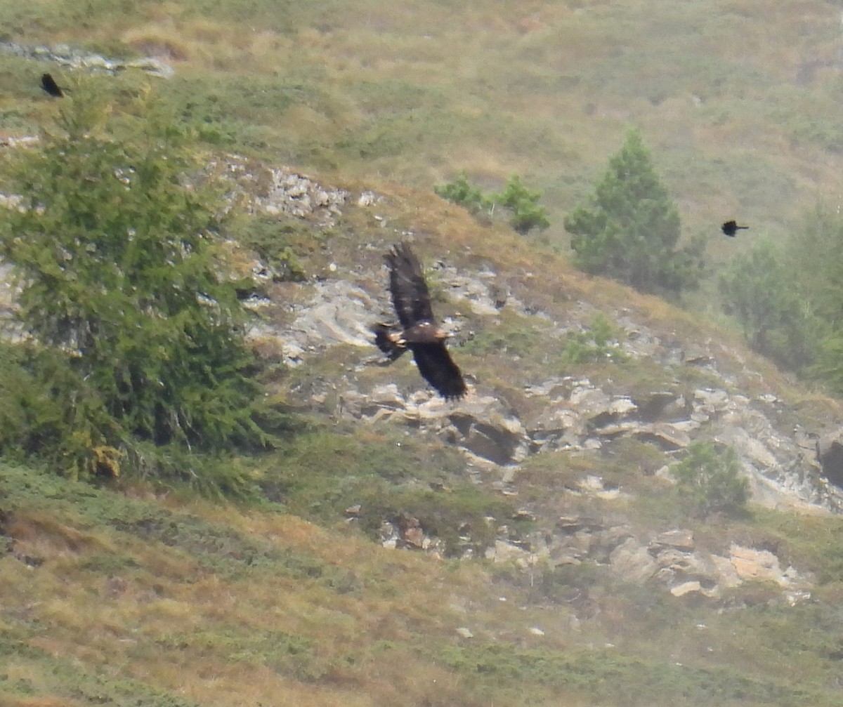 Golden Eagle - ML642906183