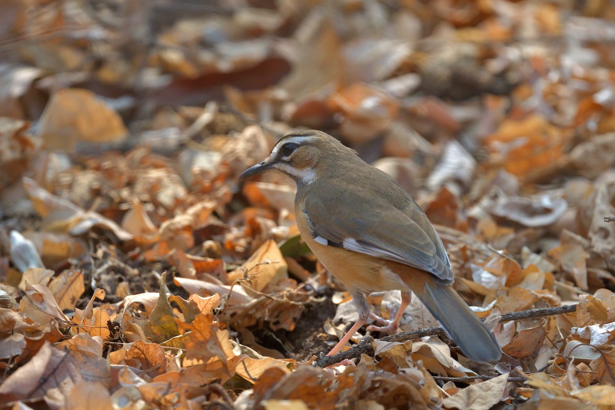 Bearded Scrub-Robin - ML642906200