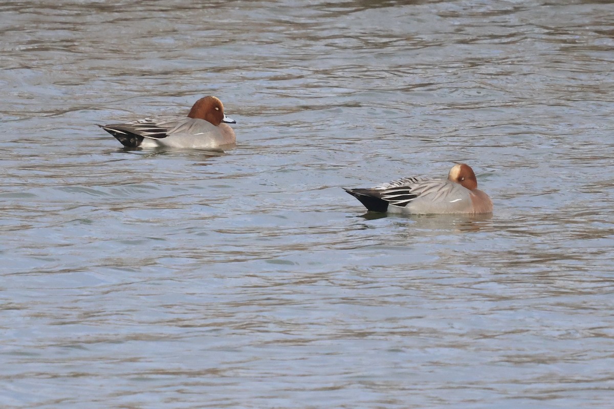 Eurasian Wigeon - ML642906227