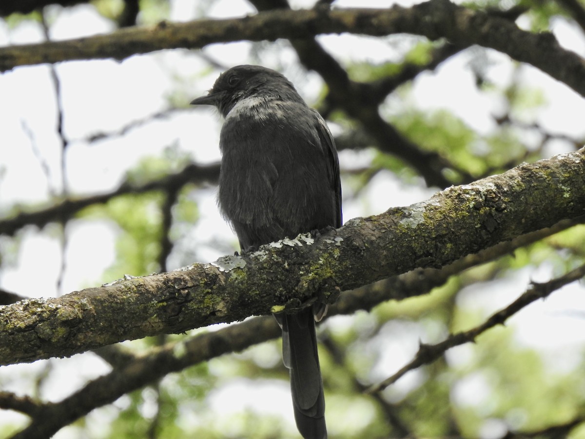 Northern Black-Flycatcher - ML642906231