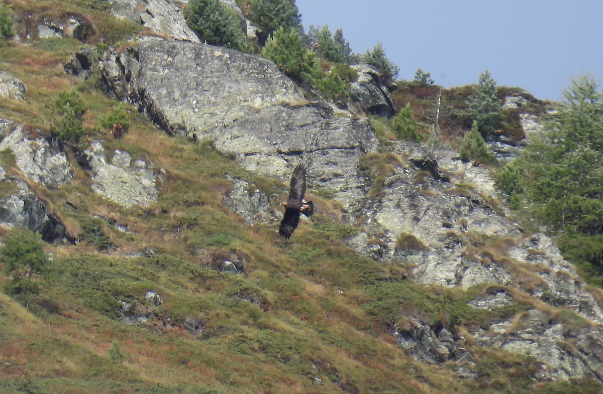 Golden Eagle - ML642906232