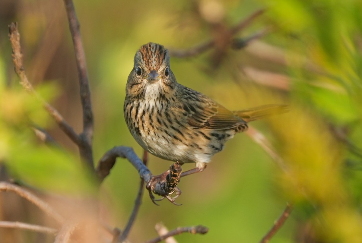 Lincolnammer - ML642906233