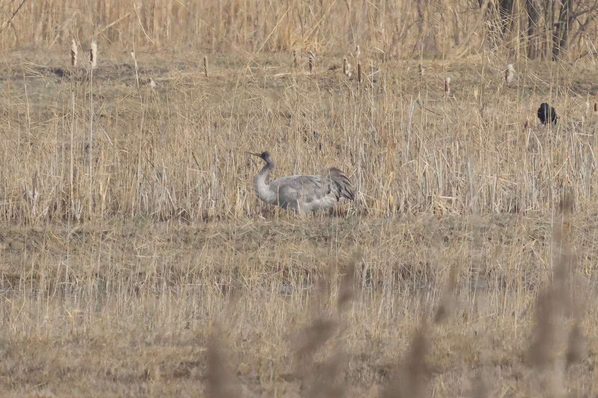 Common Crane - ML642906234