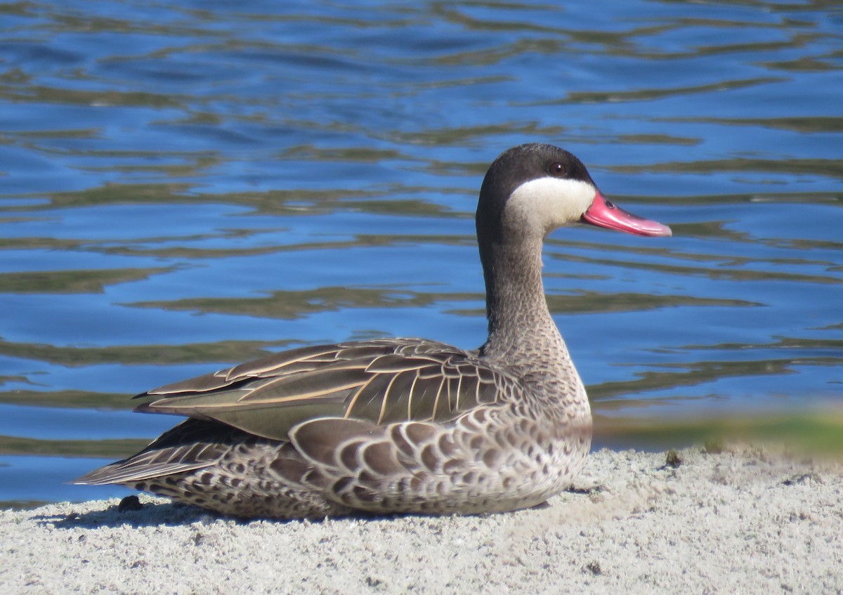 Red-billed Duck - ML642906240