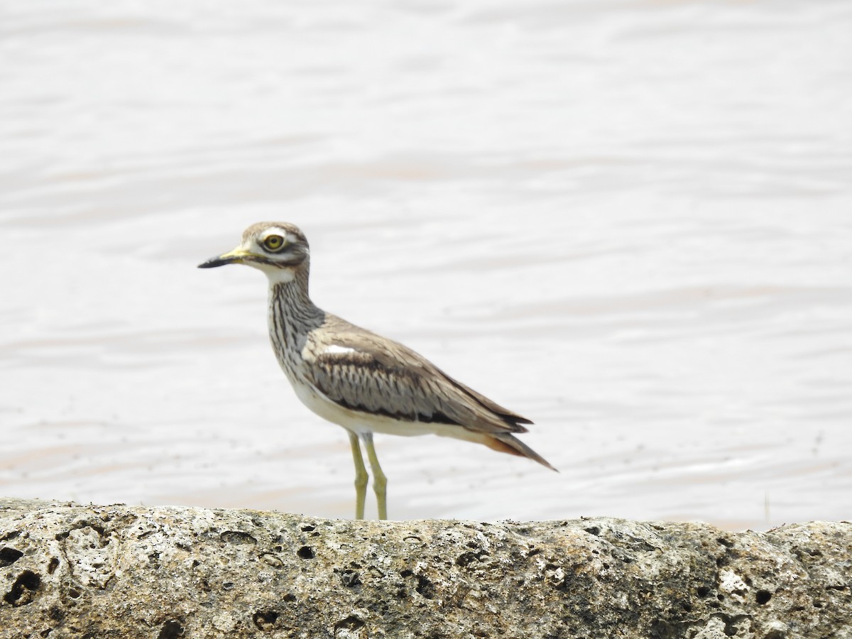 Лежень річковий - ML642906250