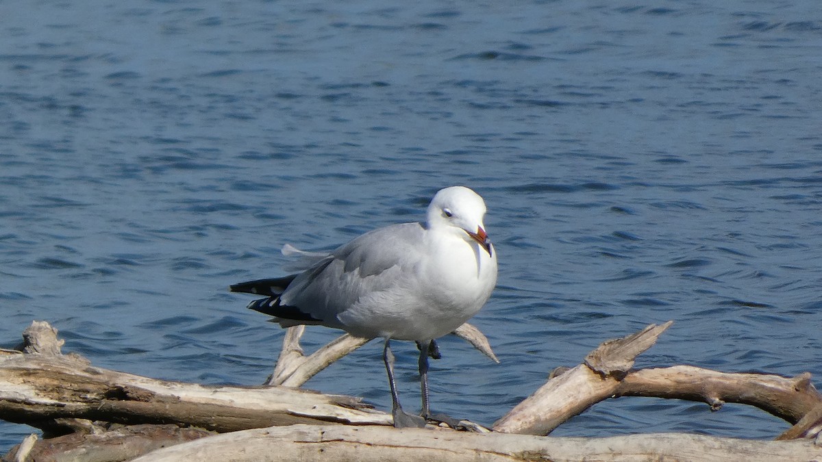 Audouin's Gull - ML642906252