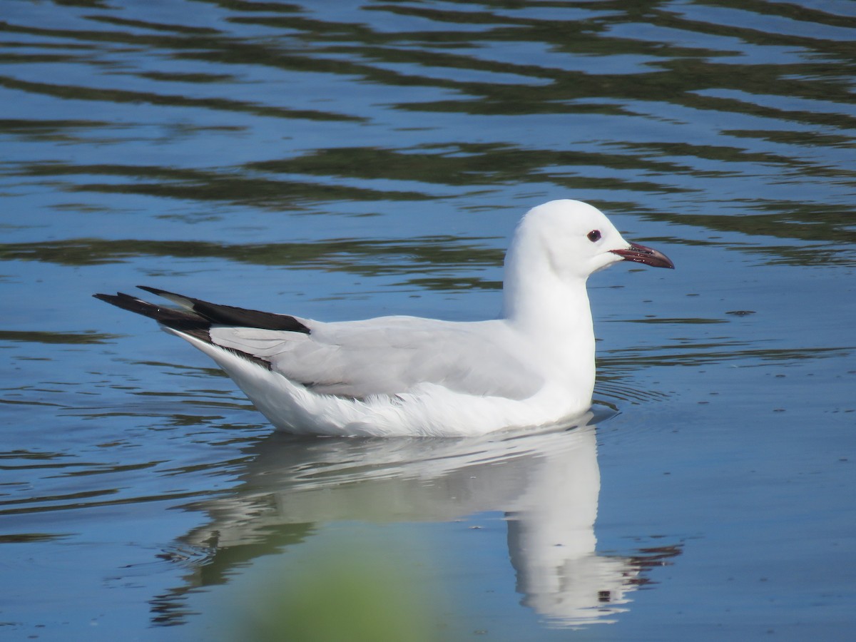 Hartlaub's Gull - ML642906255