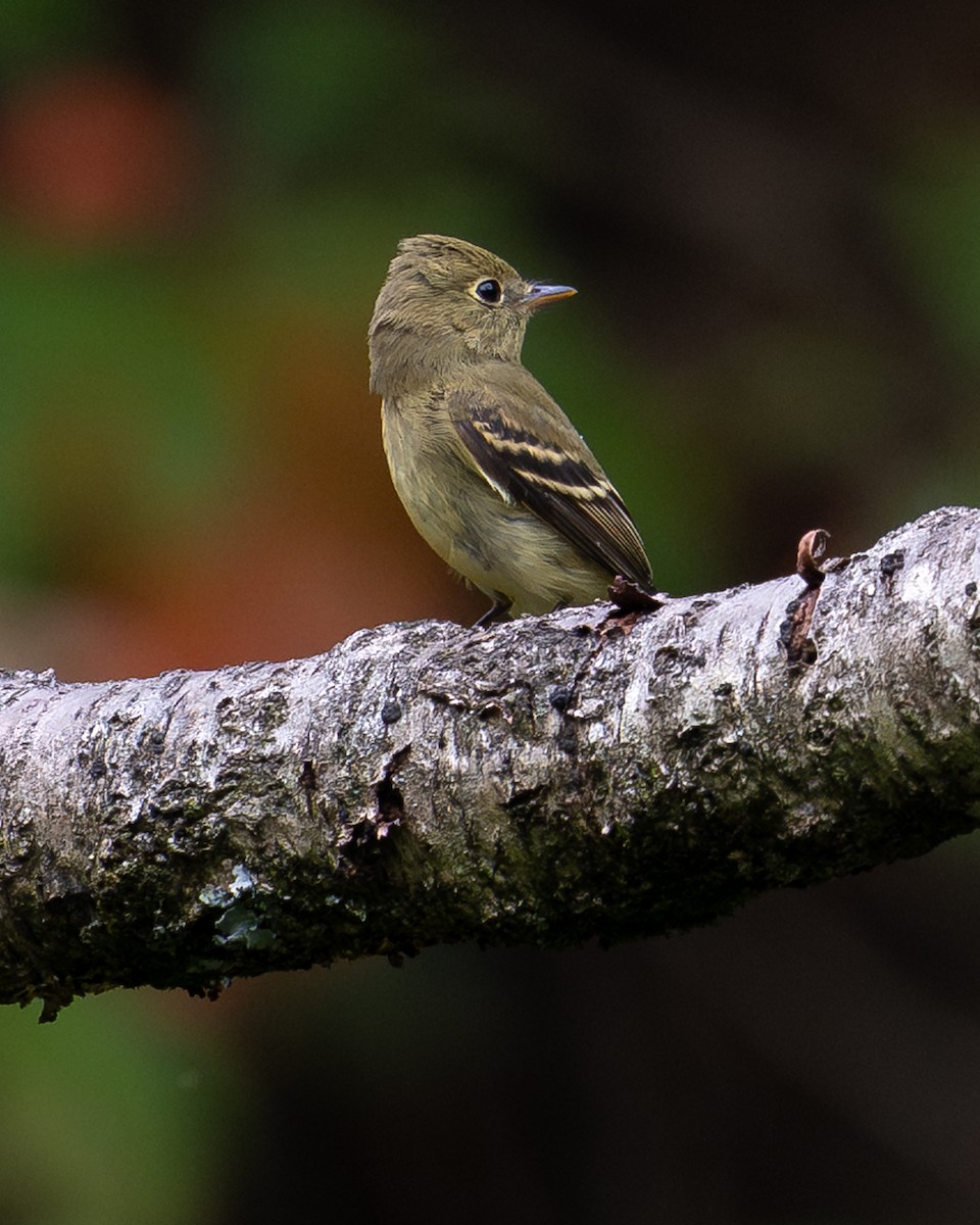 Yellow-bellied Flycatcher - ML642906281