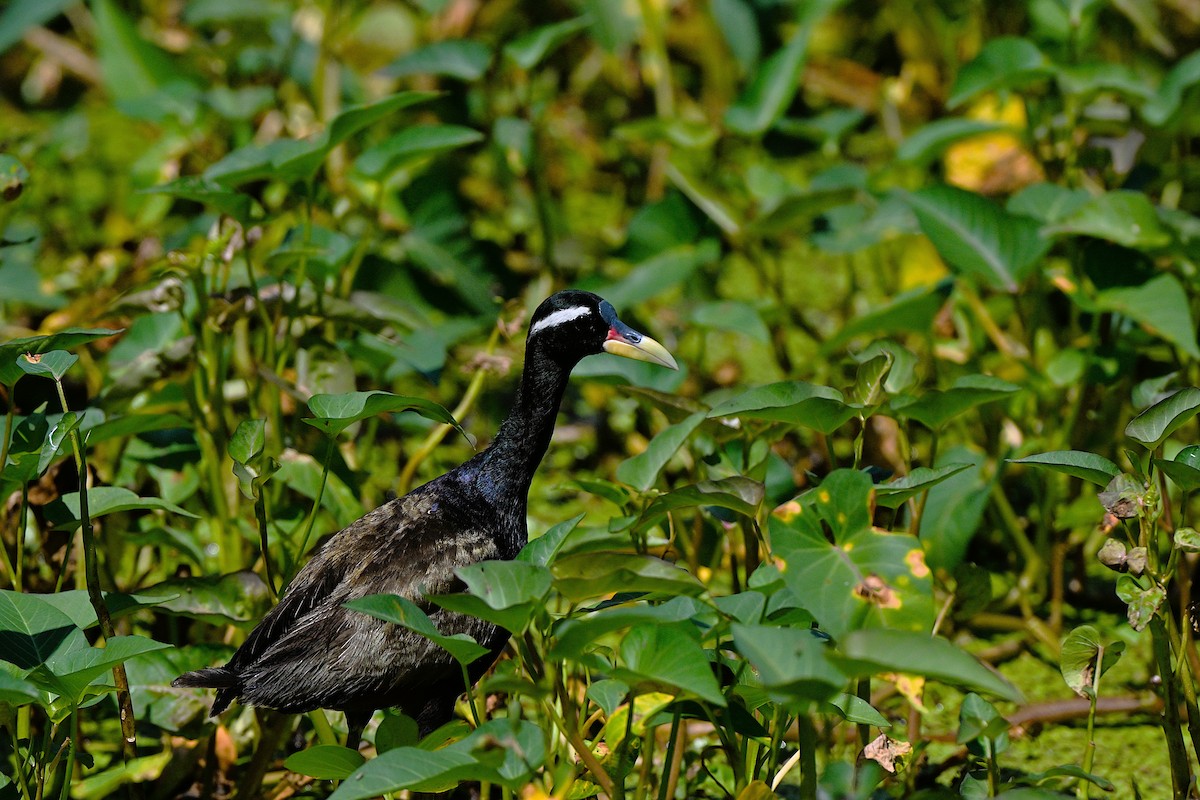 Bronze-winged Jacana - ML642906284