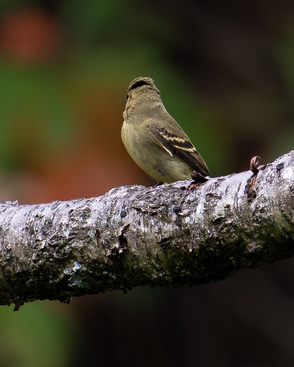 Yellow-bellied Flycatcher - ML642906285