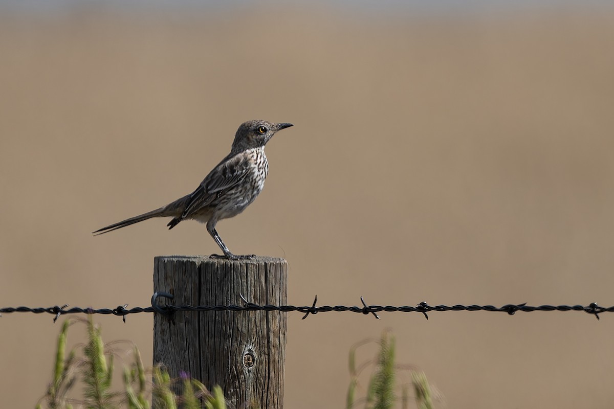 Sage Thrasher - ML642906302