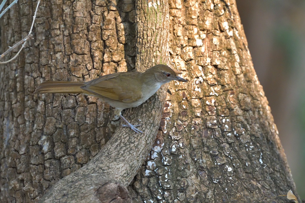 Terrestrial Brownbul - ML642906312