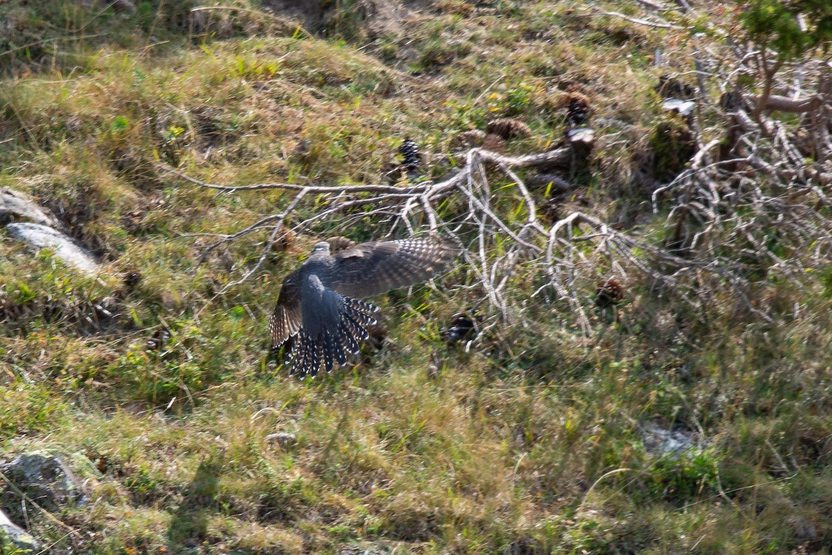 Common Cuckoo - ML642906319