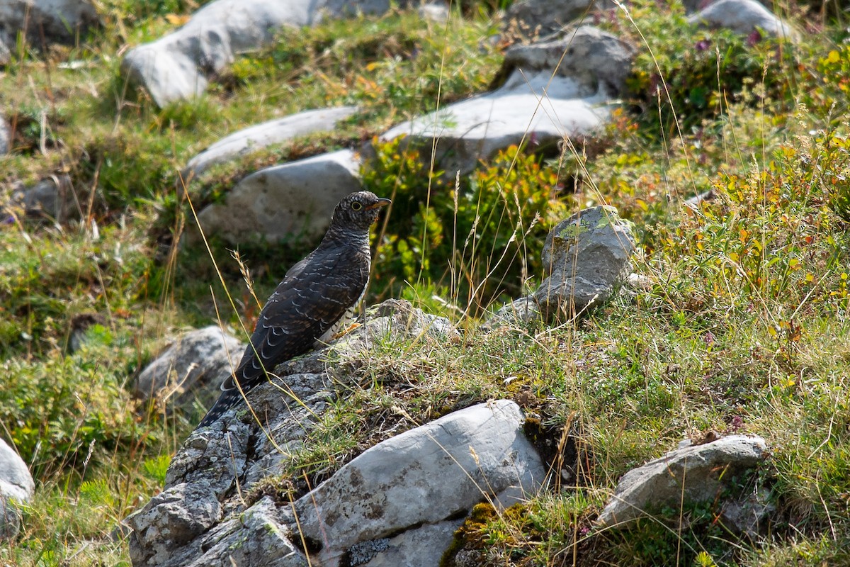 Common Cuckoo - ML642906320