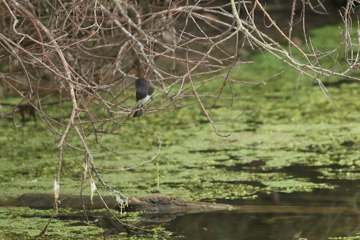 Black Phoebe - ML642906334