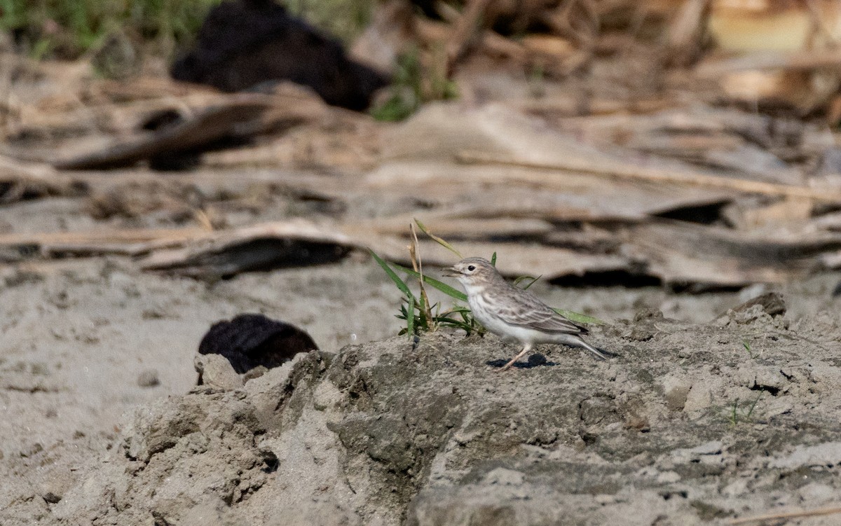 skřivánek indický - ML642906350