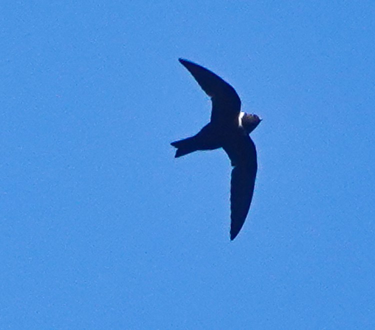 White-collared Swift - ML642906404