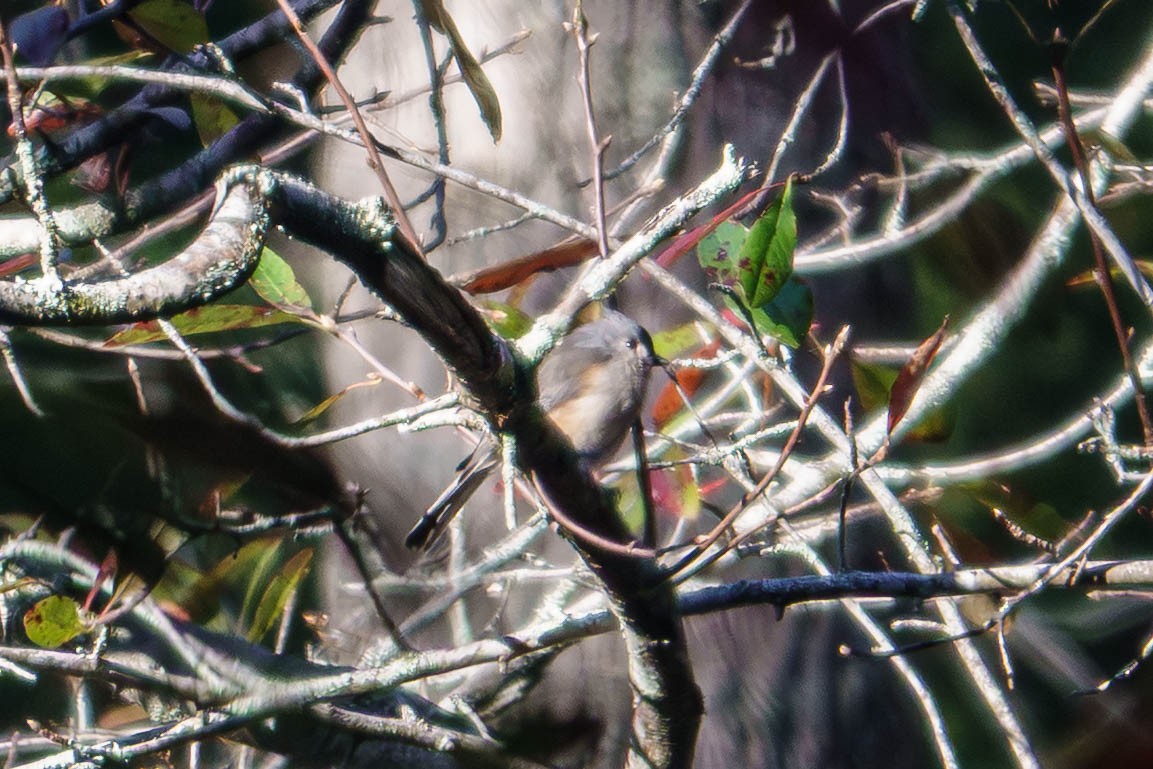 Mésange bicolore - ML642906408