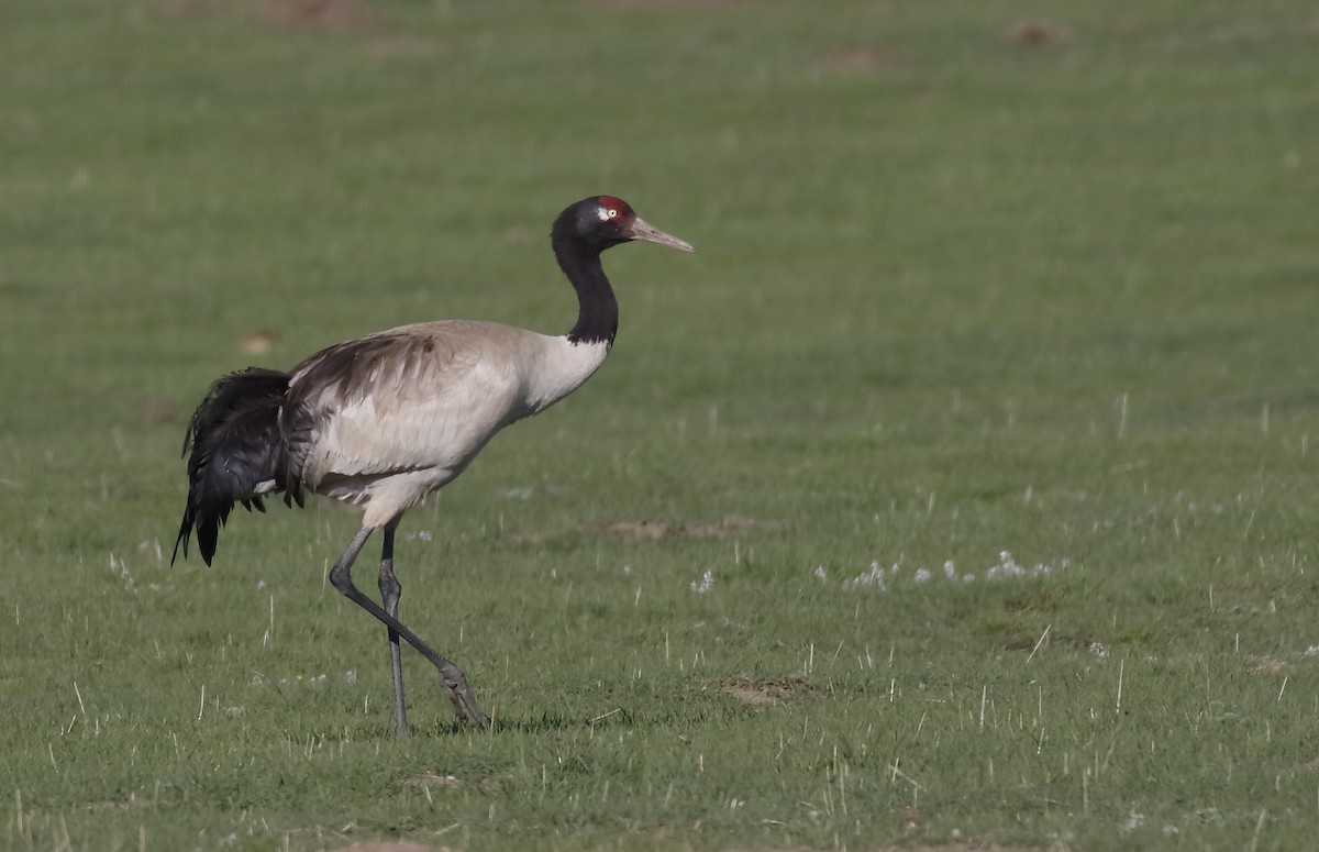 Black-necked Crane - Dave Curtis