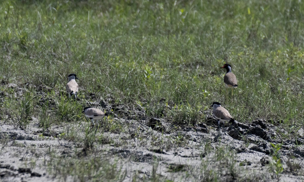 River Lapwing - ML642906422