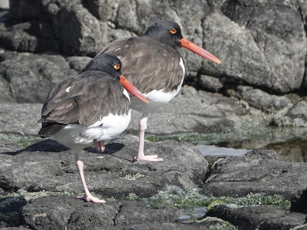 American Oystercatcher - ML642906427