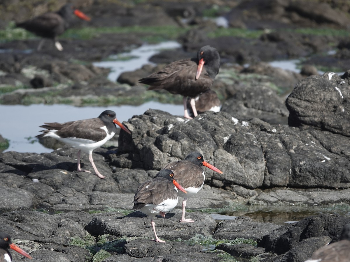 American Oystercatcher - ML642906428