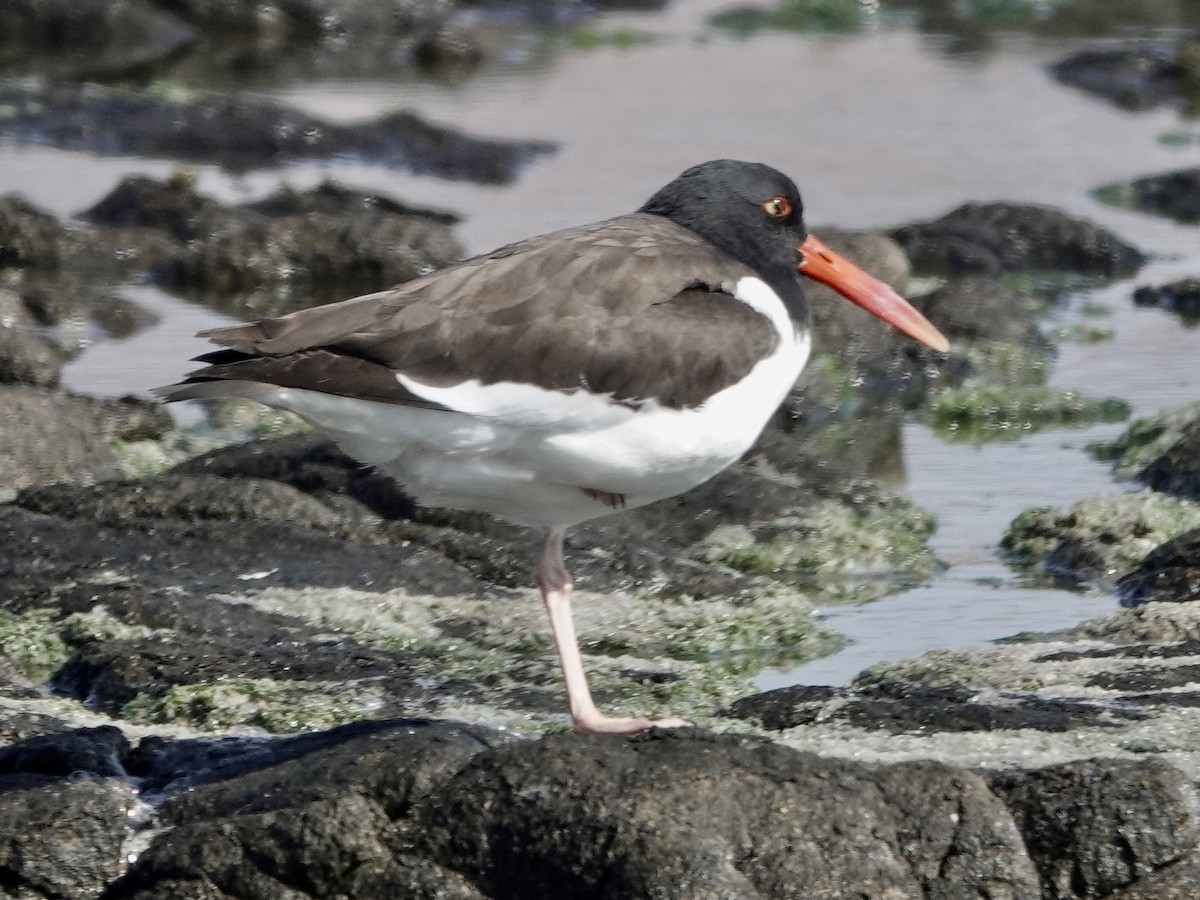 American Oystercatcher - ML642906429