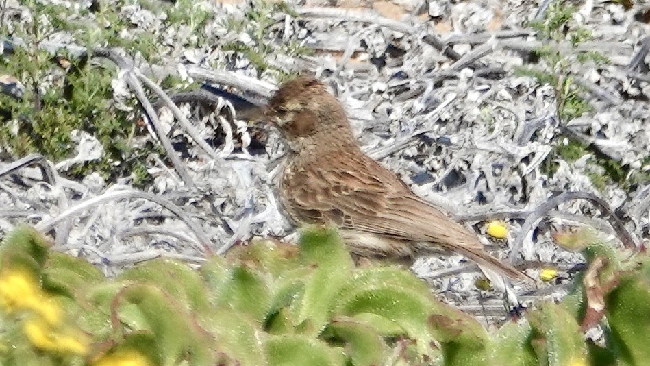 Dune Lark - ML642906454