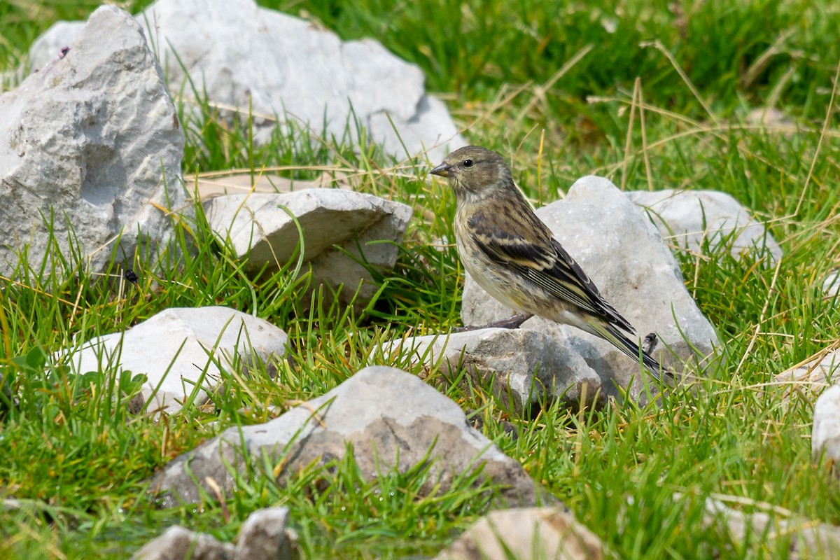 Citril Finch - ML642906455