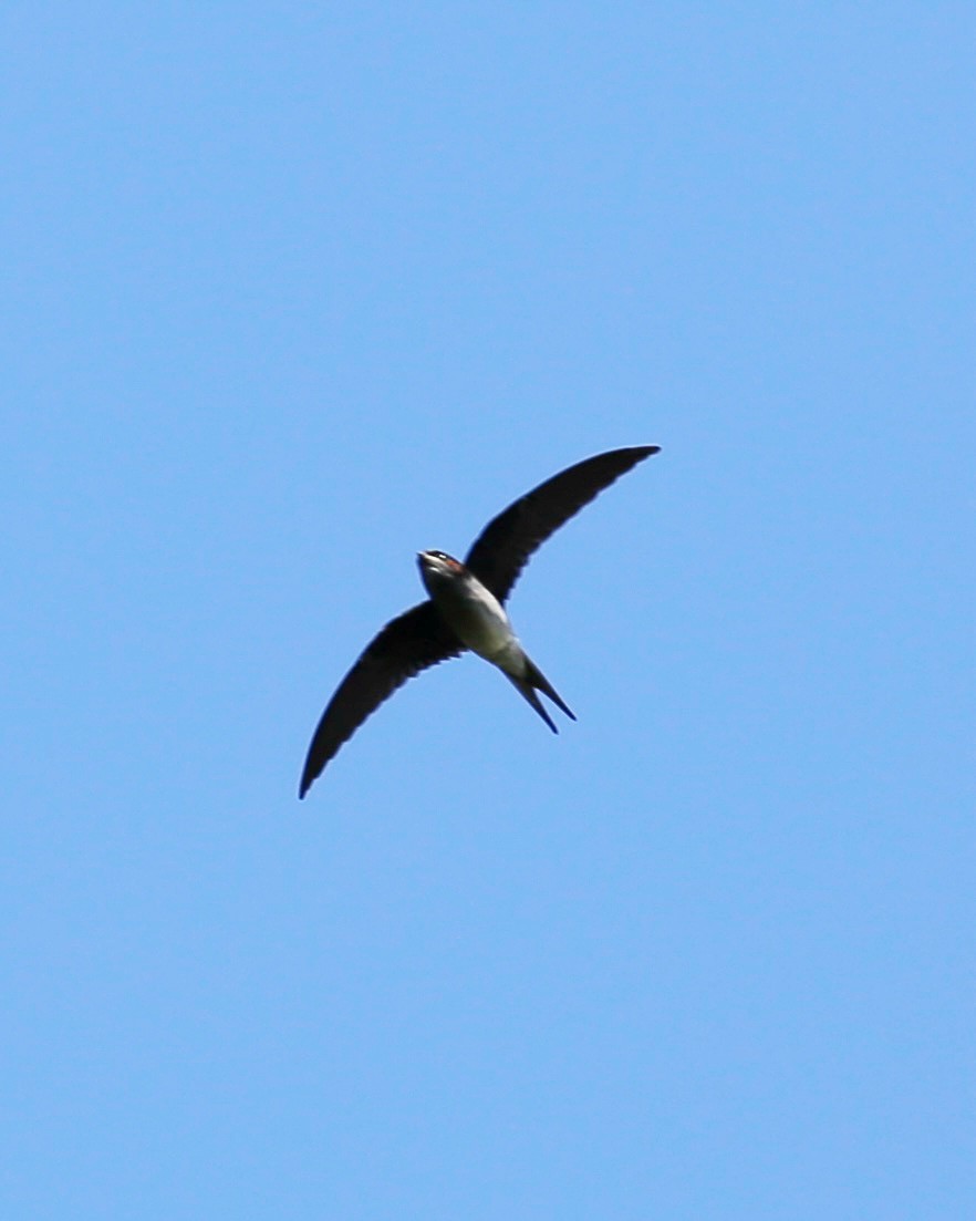 Gray-rumped Treeswift - ML642906458