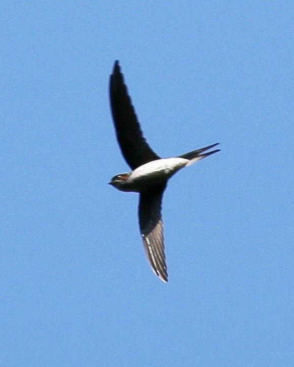 Gray-rumped Treeswift - ML642906459