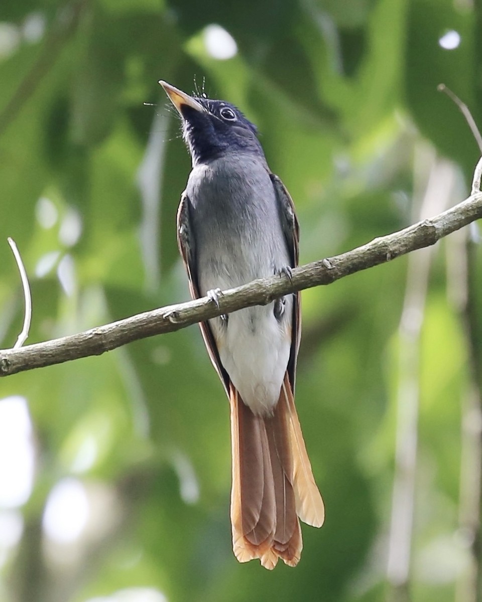 Amur Paradise-Flycatcher - ML642906461