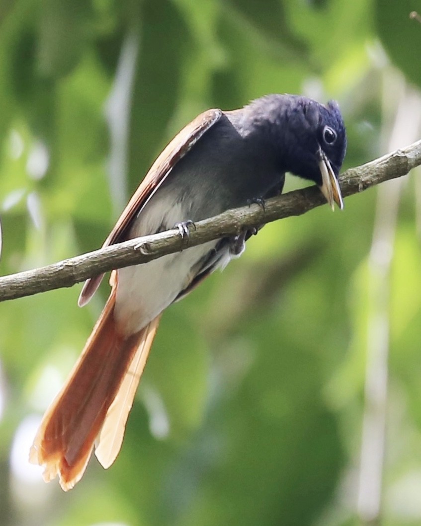 Amur Paradise-Flycatcher - ML642906462