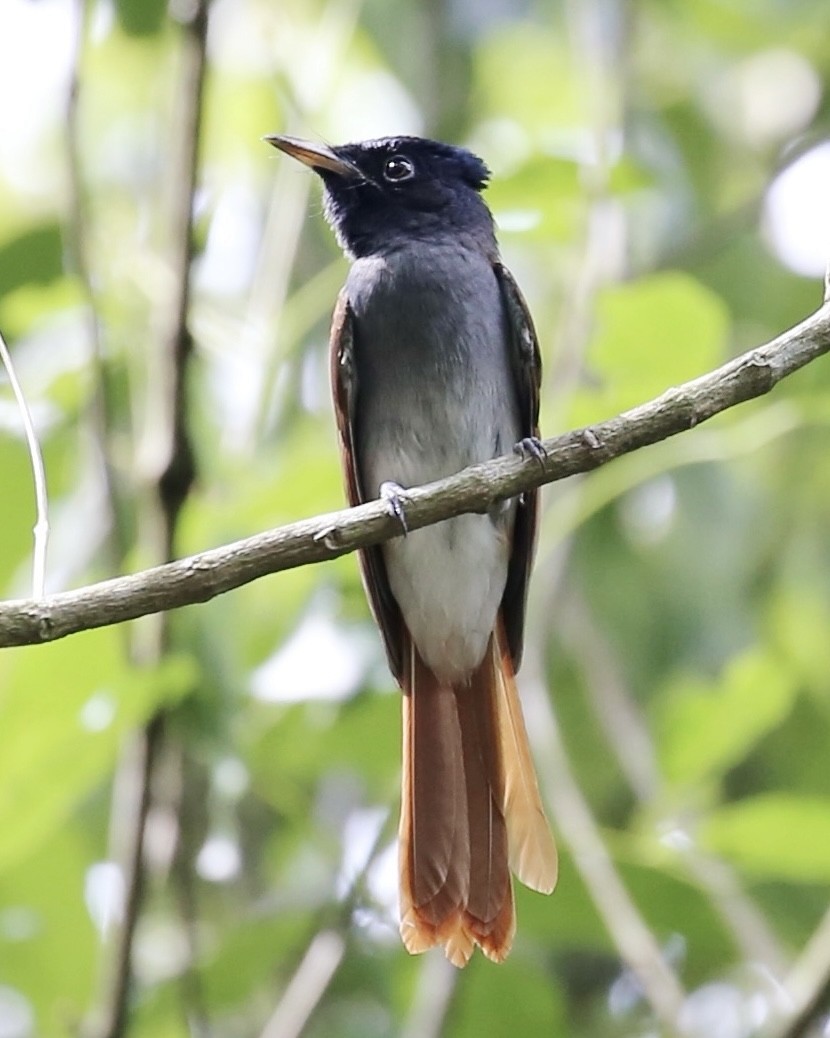 Amur Paradise-Flycatcher - ML642906463