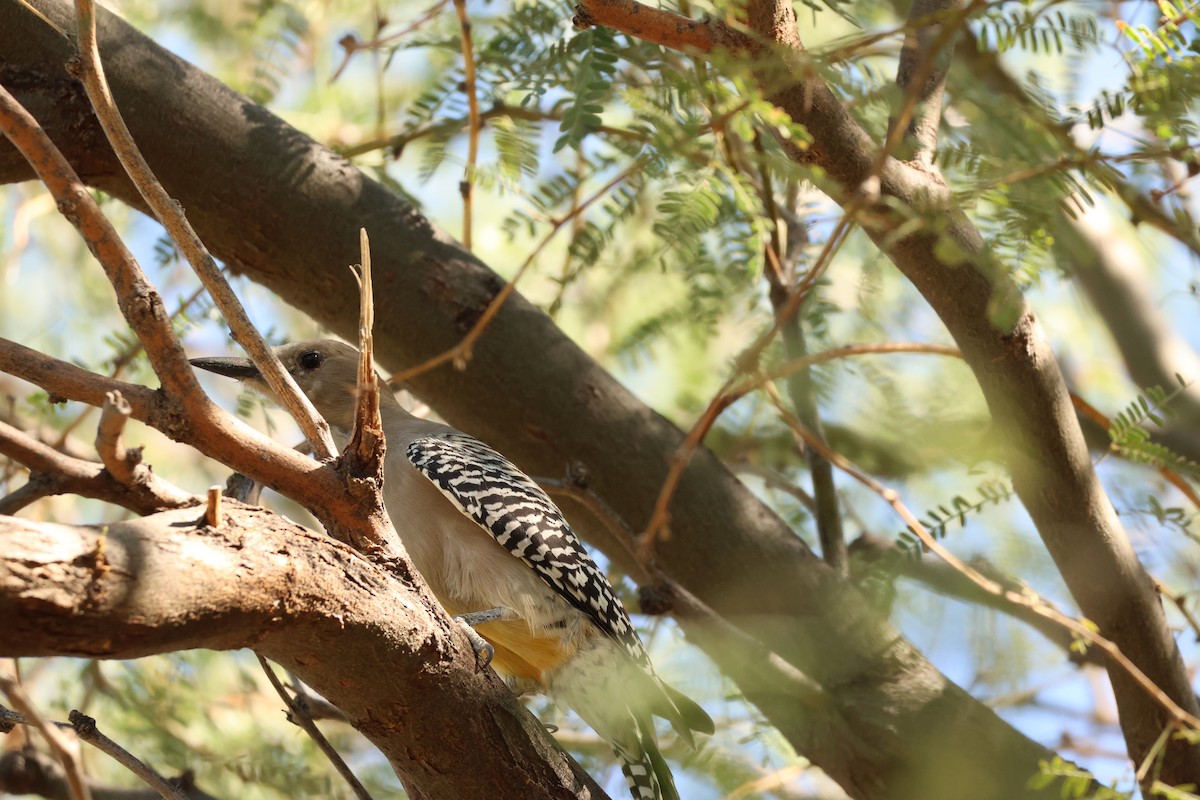 Gila Woodpecker - ML642906476