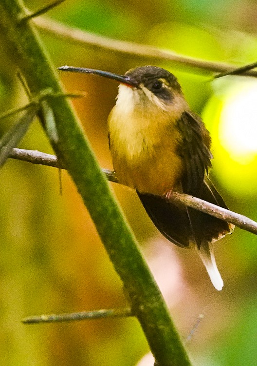 Koepcke's Hermit - ML642906477