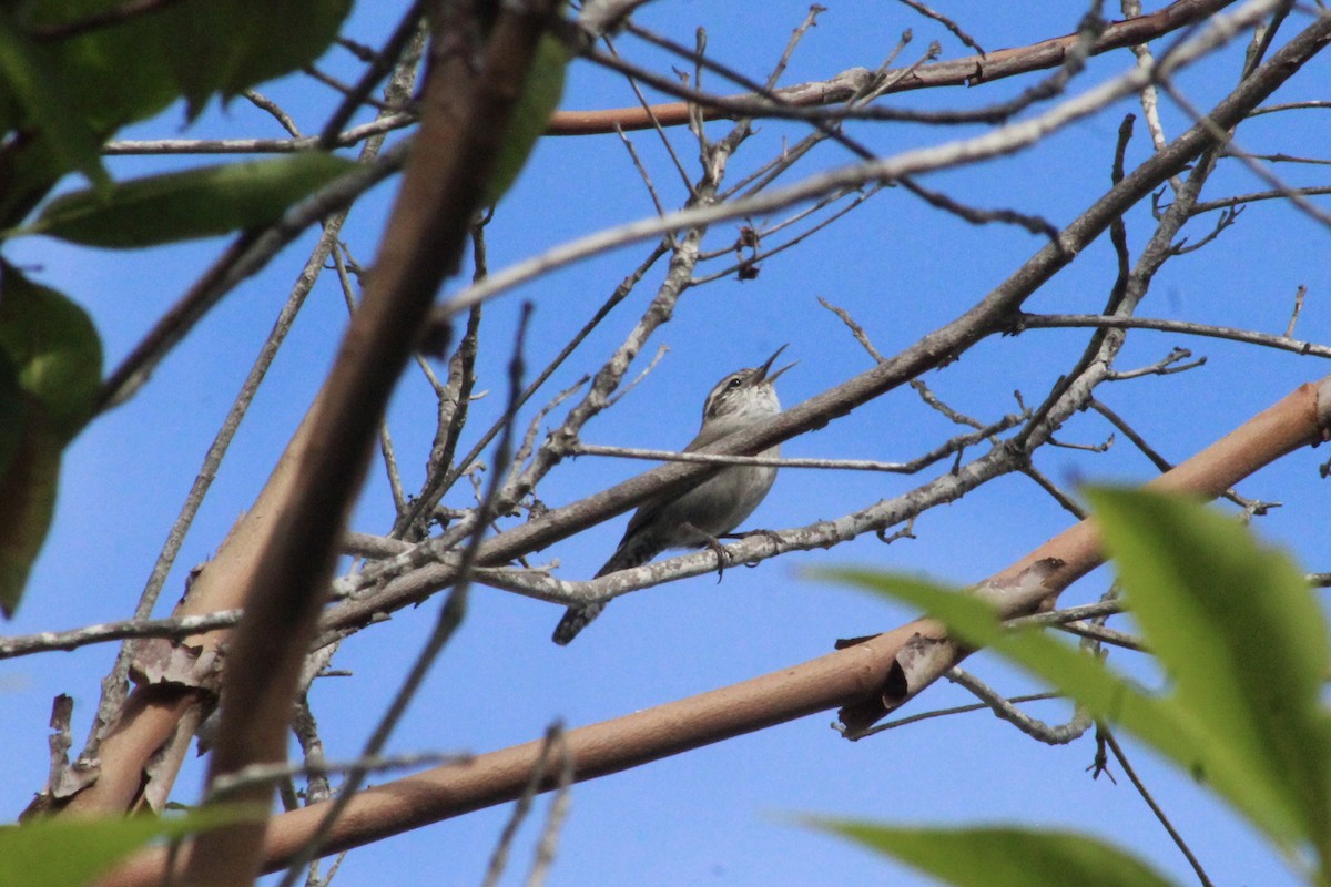 Bewick's Wren - ML642906480