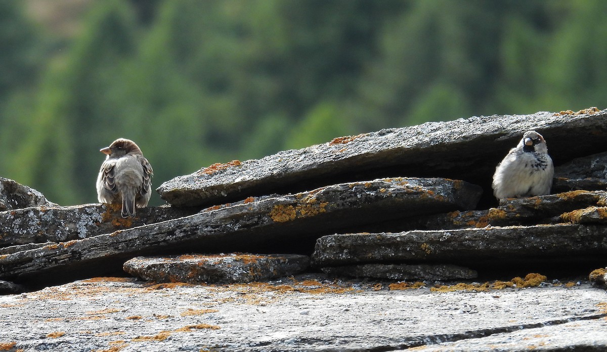 House Sparrow - ML642906481