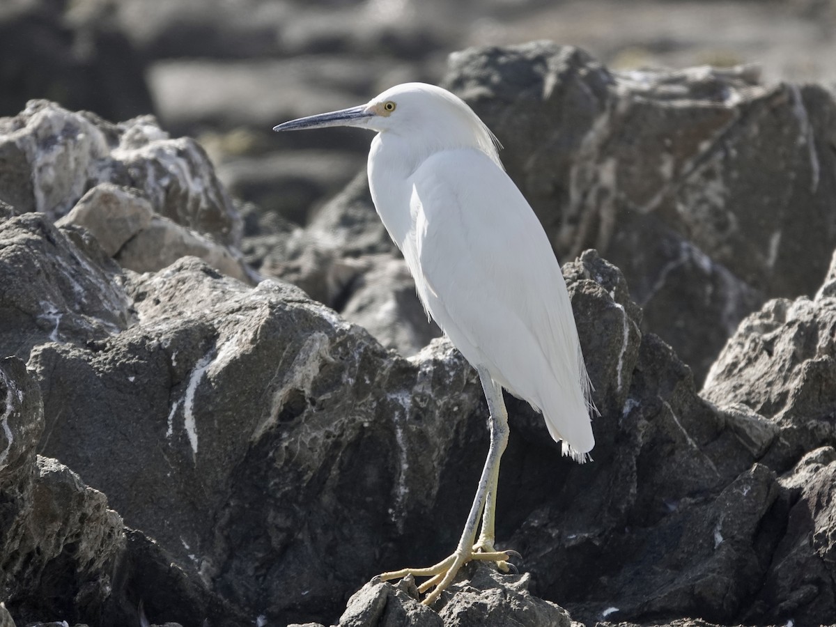 Snowy Egret - ML642906482